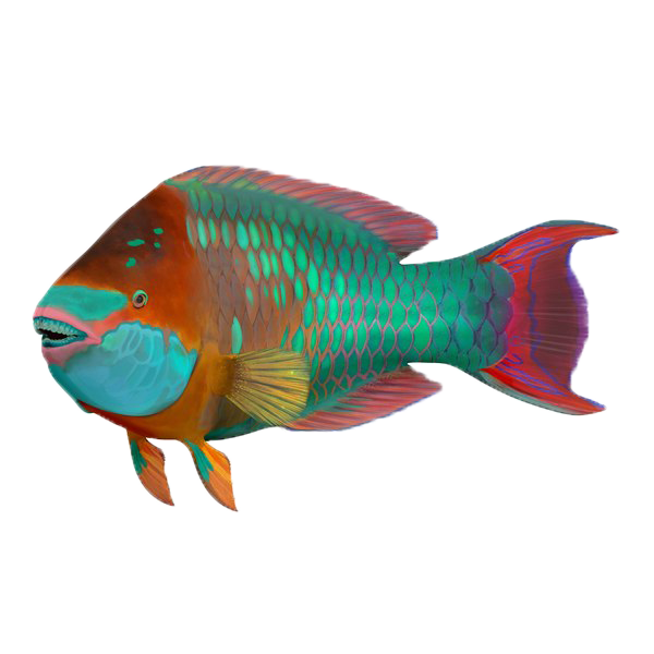 parrotfish